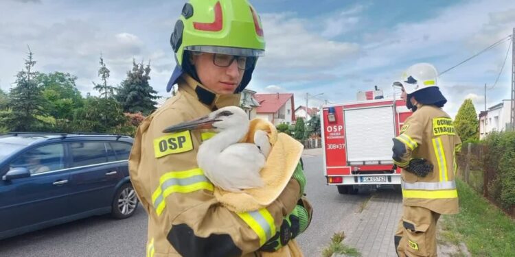 Nietypowe interwencje gorzowskich strażaków w 2022 roku