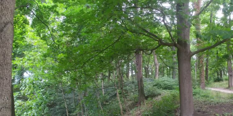 Ściezki będa naprawione, ale sytuacja może się powtarzać