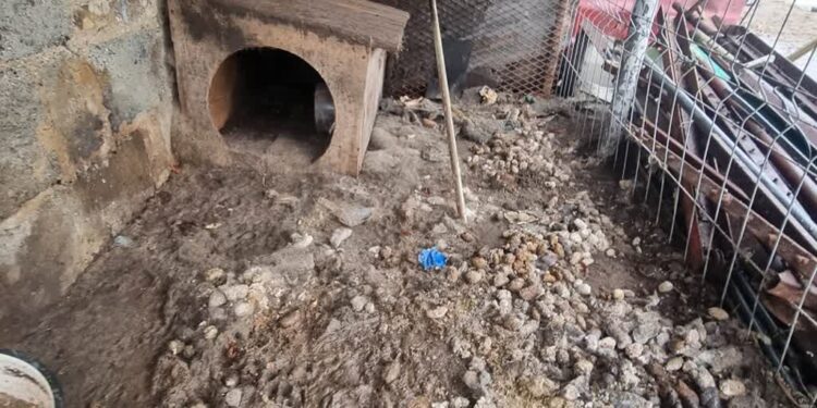 Psi horror w centrum Wawrowa