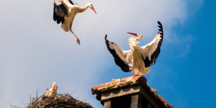 Dziś przylecą bociany