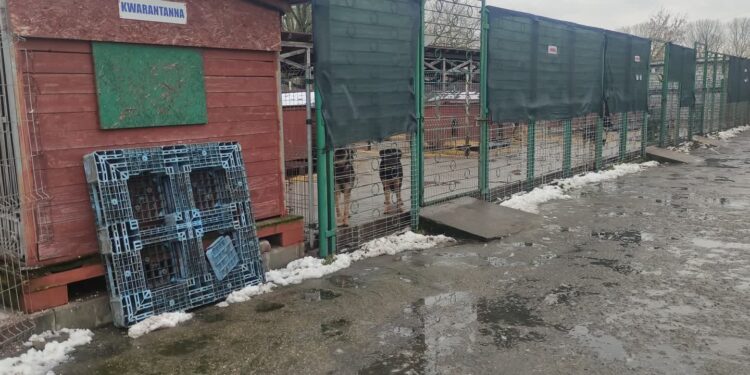 Wesprzyjcie schronisko - apelują mieszkańcy i radni