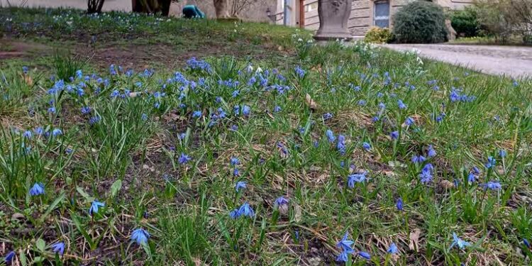 Zobacz wiosnę w muzealnym ogrodzie