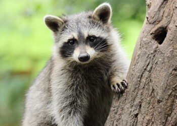 Szop pracz podbija Lubuskie!