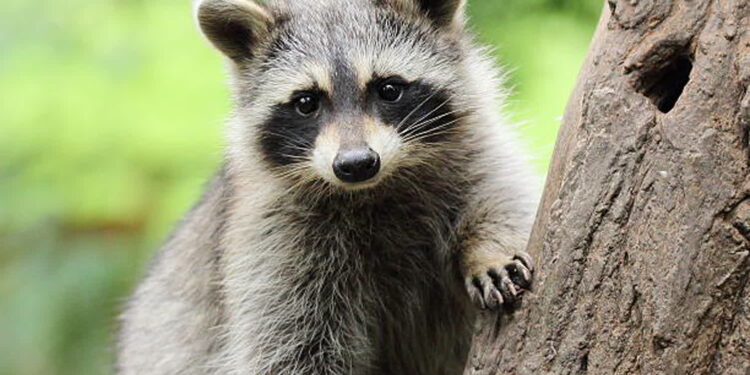 Szop pracz podbija Lubuskie!