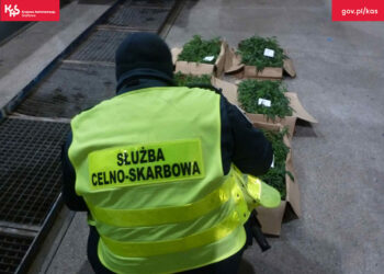 Przemyt narkotyków wykryty w Świecku