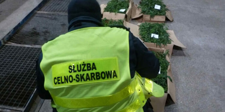 Przemyt narkotyków wykryty w Świecku