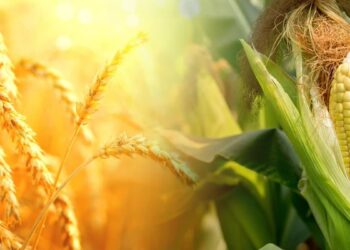 Pomoc dla rolników poszkodowanych na skutek wojny w Ukrainie