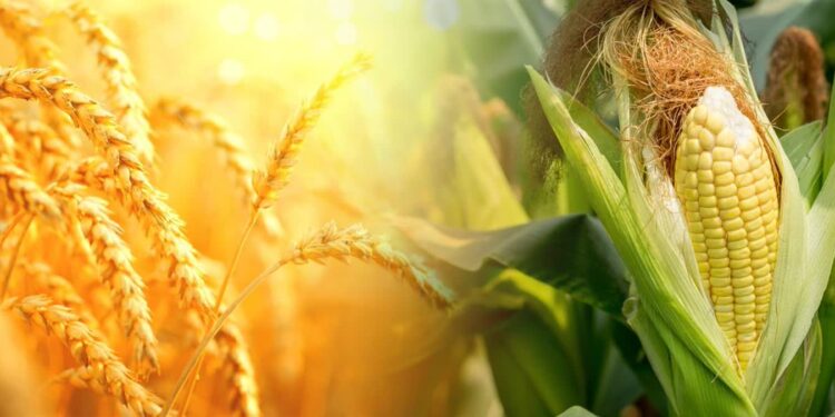 Pomoc dla rolników poszkodowanych na skutek wojny w Ukrainie