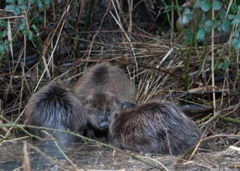 Dziś przypada Międzynarodowy Dzień Bobrów