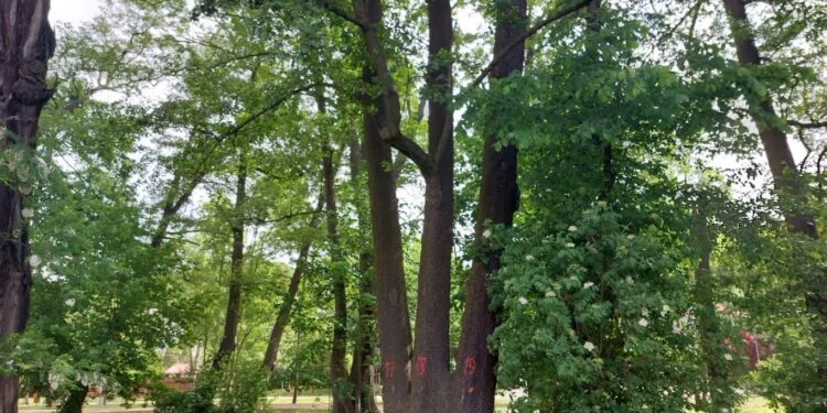 Magistrat informuje, jak dba o drzewa