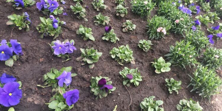 Zielone mikroinicjatywy 2023 w Gorzowie