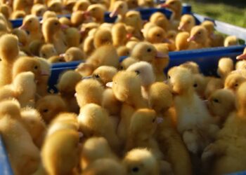 Czy Poczta Polska powinna zajmować się przewozem zwierząt?