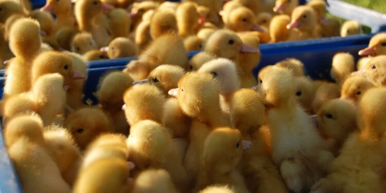 Czy Poczta Polska powinna zajmować się przewozem zwierząt?