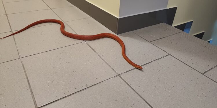 Fot. KMPSP w Gorzowie Wlkp.