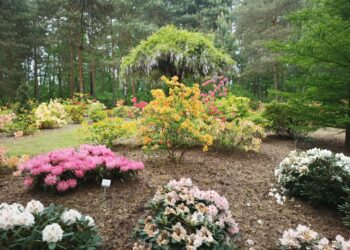 Święto Kwitnących Azalii