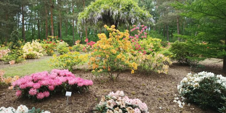 Święto Kwitnących Azalii