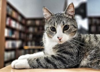 Kot zaprasza do biblioteki w Jasieniu