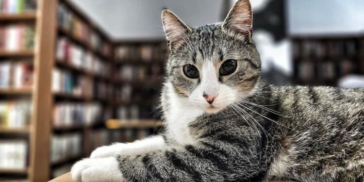 Kot zaprasza do biblioteki w Jasieniu