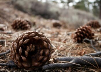 Sucho w lasach. Na północy województwa ogłoszono trzeci stopień zagrożenia pożarowego
