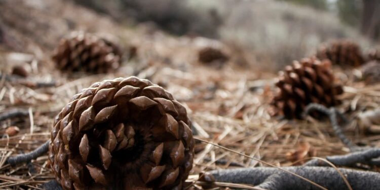 Sucho w lasach. Na północy województwa ogłoszono trzeci stopień zagrożenia pożarowego