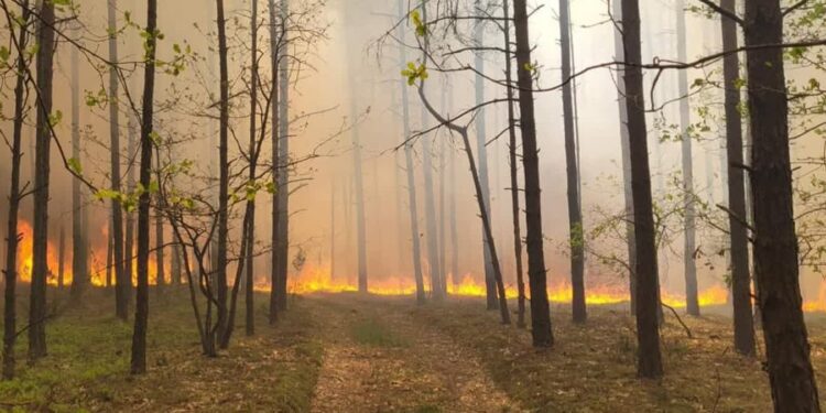 Nadal wysokie zagrożenie pożarowe w lasach