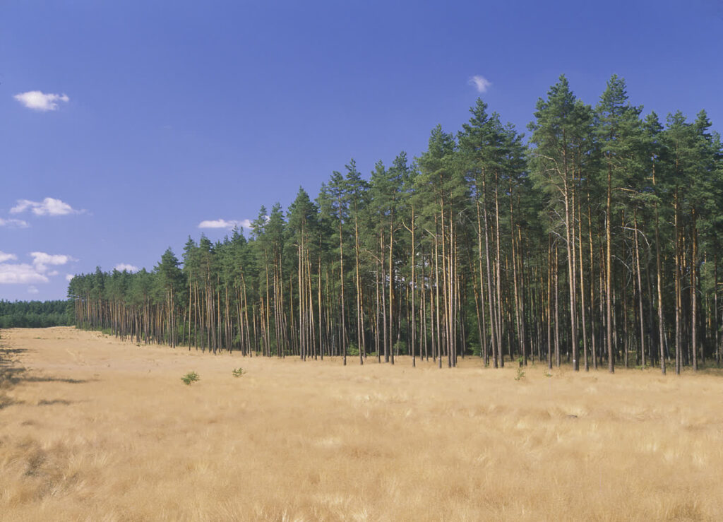 Foto.:Nadleśnictwo Kłodawa