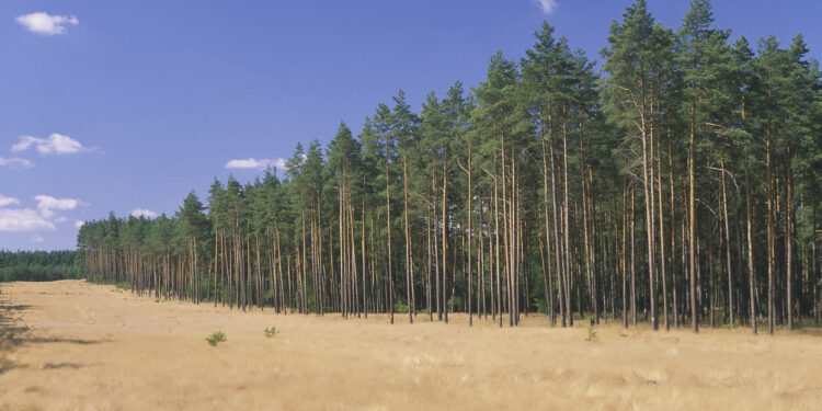 Foto.:Nadleśnictwo Kłodawa