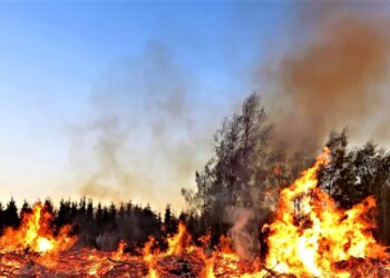 Wielki pożar zboża w Chlastawie, spłonął też fragment lasu