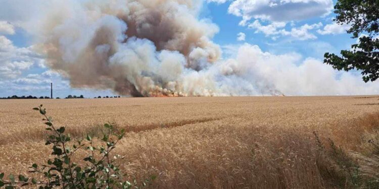 Pożar zboża pod Gorzowem
