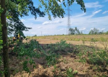 Krowy i byki tuż za ogrodzeniem? Budowa ruszyła