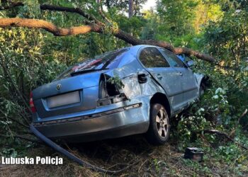 Miał ponad dwa promile i przewoził rodzinę. Jazdę zakończył uderzając w drzewo
