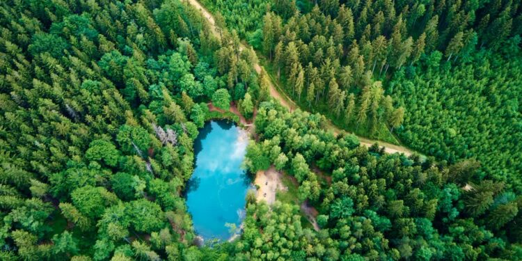 Lasy Państwowe dementują fake newsa: „Nie sprzedajemy lasów obcokrajowcom!”