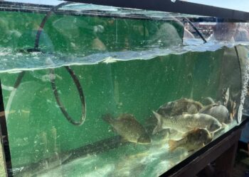 Osiecznica karpiem stoi. W sobotę doroczne Święto Karpia