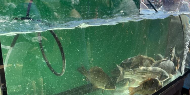 Osiecznica karpiem stoi. W sobotę doroczne Święto Karpia