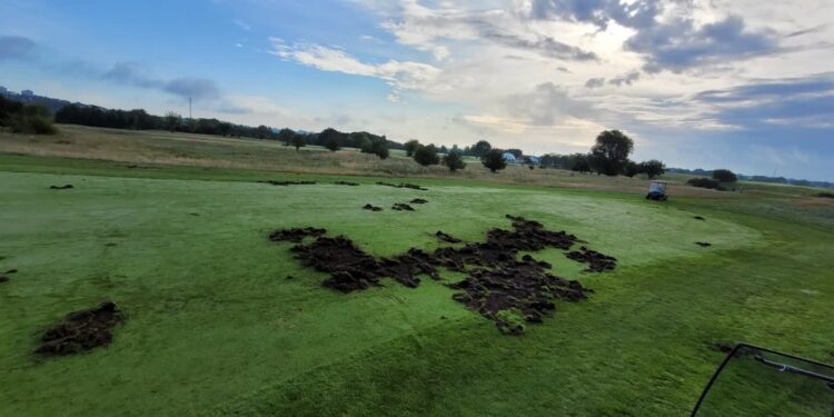 Pole golfowe ponownie zaatakowane przez dziki