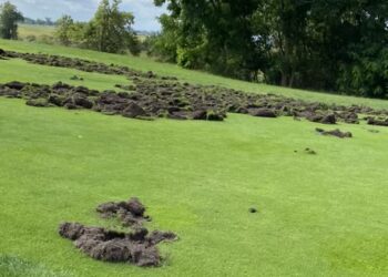 Wataha dzików zniszczyła pole golfowe