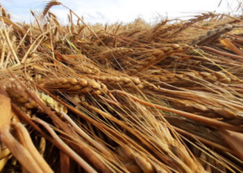 Rolnicy składają wnioski w związku z suszą