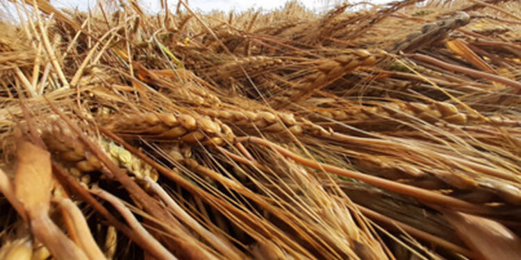 Rolnicy składają wnioski w związku z suszą