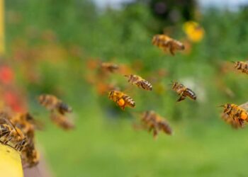 ARiMR wspiera pszczelarzy