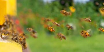 ARiMR wspiera pszczelarzy