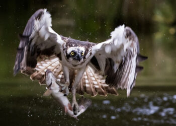 Rybołowy – jedne z najrzadszych ptaków szponiastych. W lubuskim wykluło się 15 piskląt