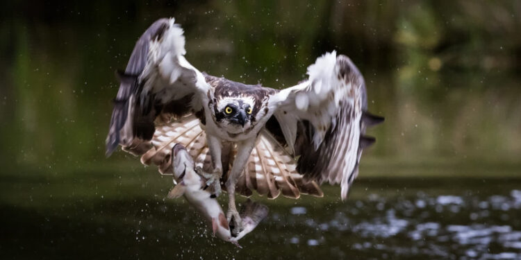 Rybołowy – jedne z najrzadszych ptaków szponiastych. W lubuskim wykluło się 15 piskląt