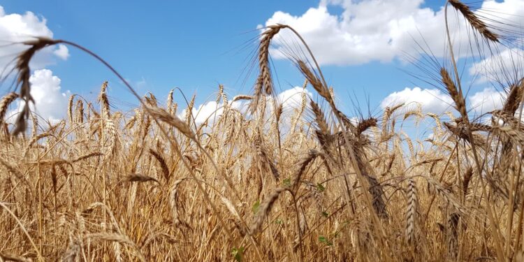 Przeciętny rok dla rolników