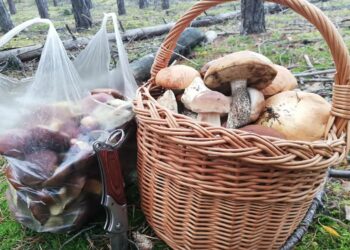 O czym pamiętać idąc na grzybobranie