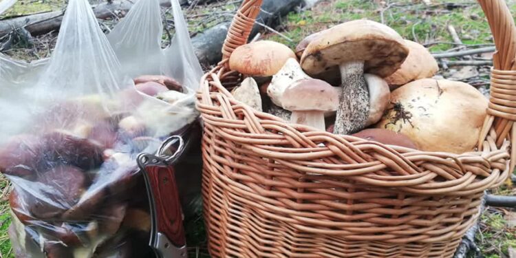 O czym pamiętać idąc na grzybobranie