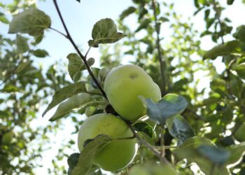 Dlaczego warto zasadzić parchoodporną odmianę jabłoni złota reneta?