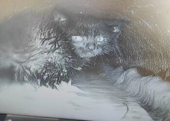 Strażacy i pracownicy PWiK uratowali kota, który utknął w rurze