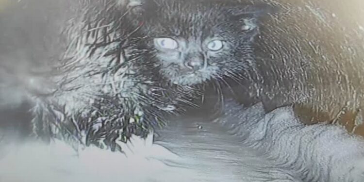 Strażacy i pracownicy PWiK uratowali kota, który utknął w rurze