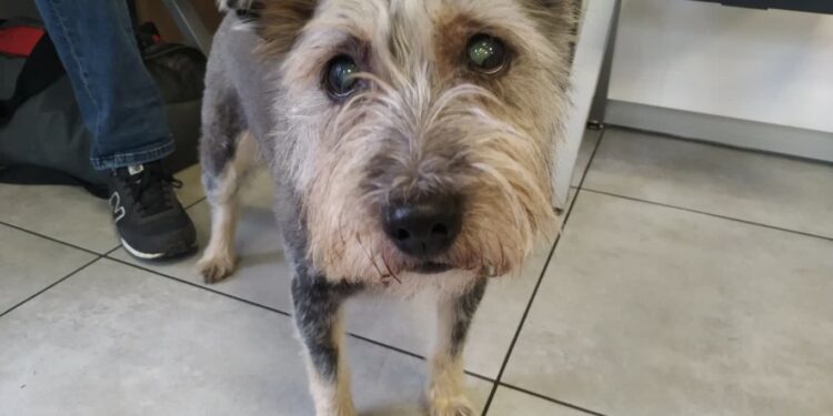 Światowy Dzień Zwierząt