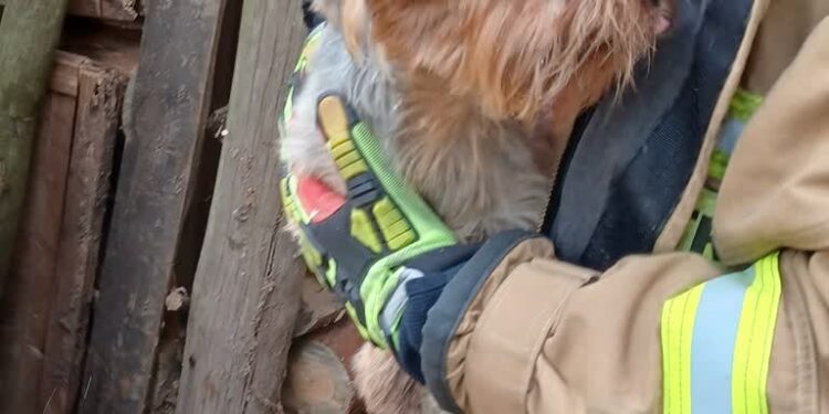Strażacy uratowali pieska